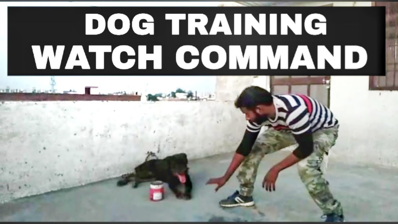 Dog training- How to make gaurd dog (Hindi) | Protection training