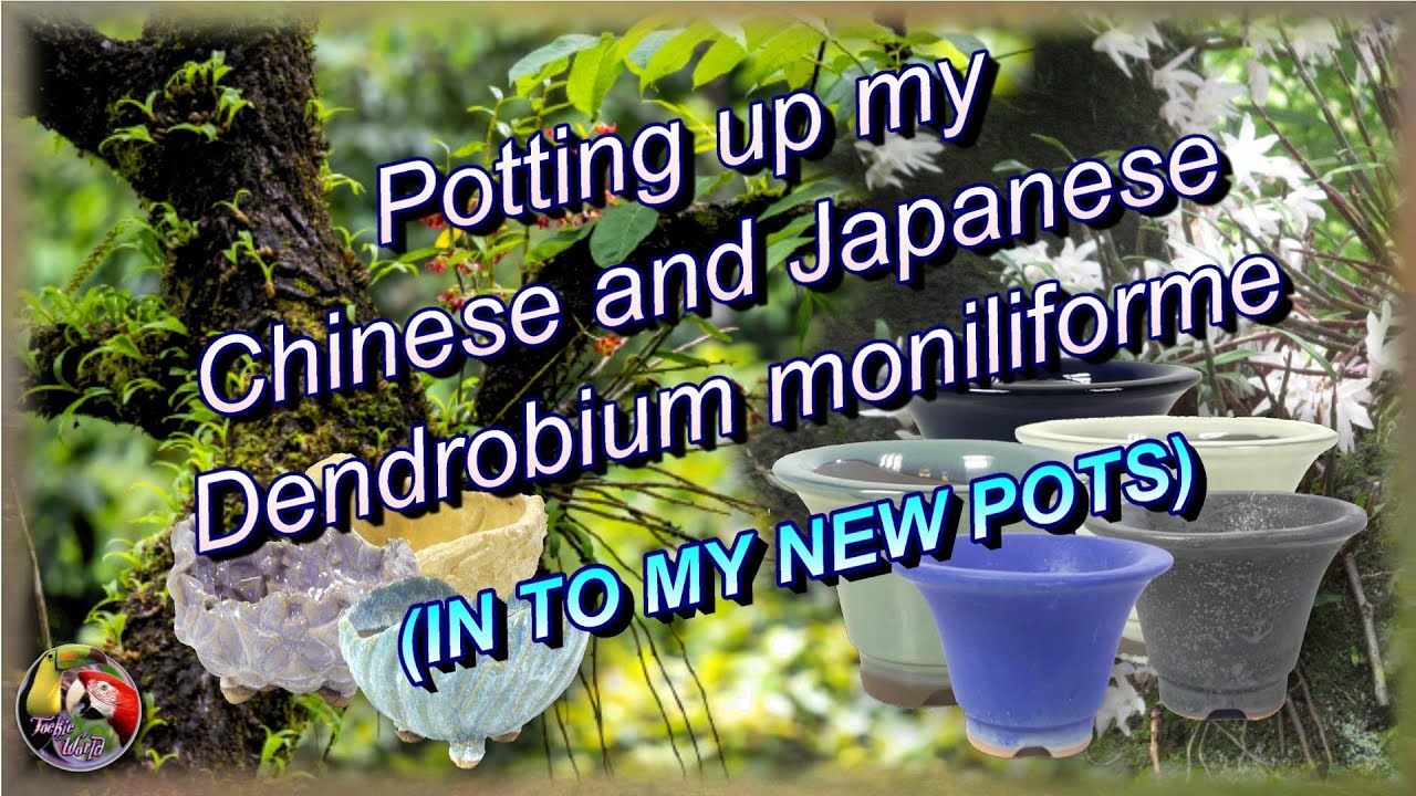 Potting up my Chinese and Japanese Dendrobium moniliforme and fanjingshanense