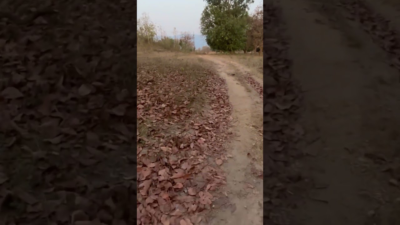 Morning running #music #natural #running #runner #runningmotivation