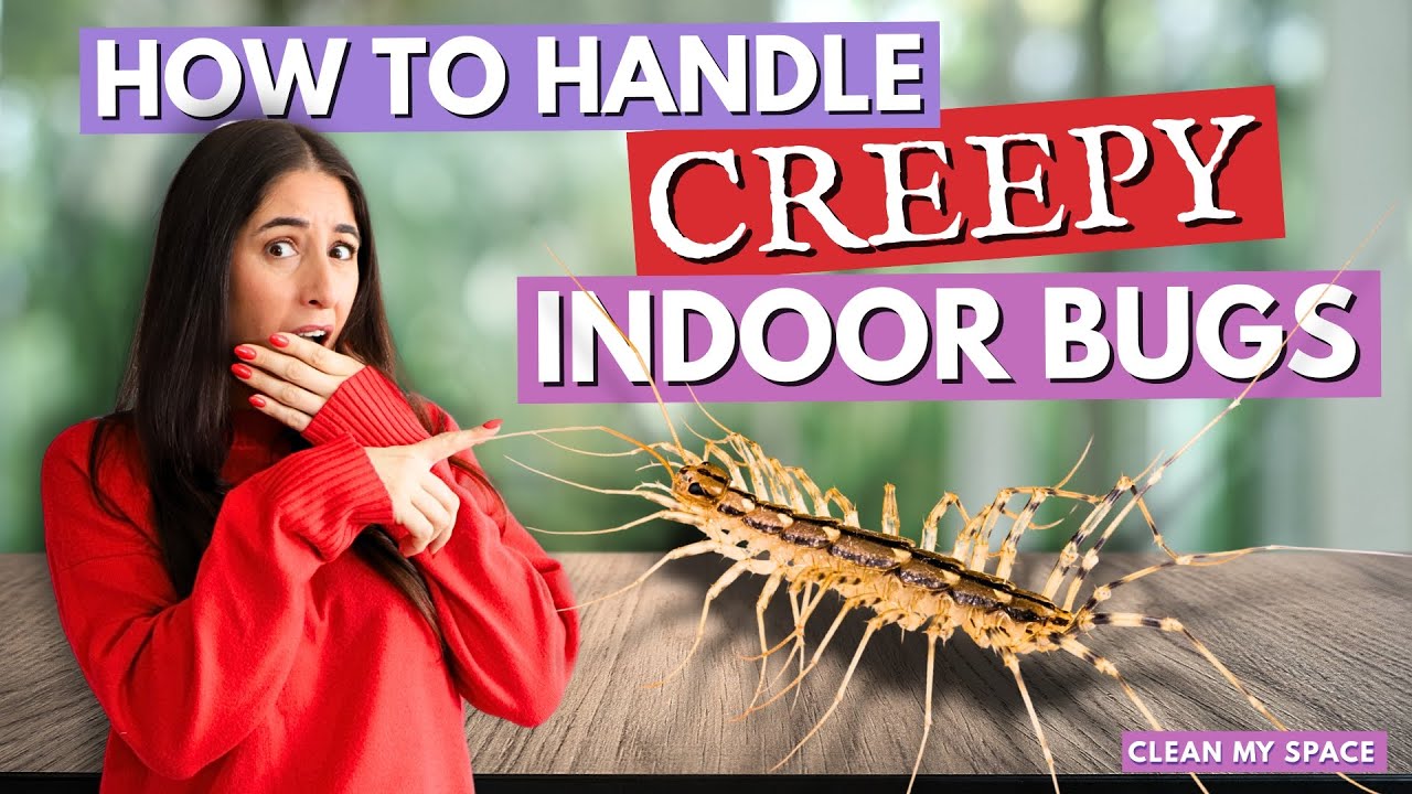 11 Creepy INDOOR BUGS And What To Do About Them