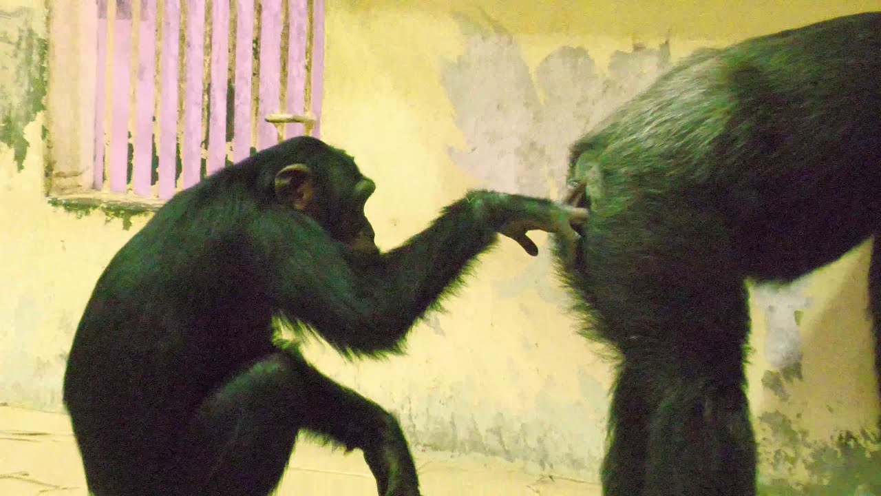 京都で半世紀ぶりに誕生したチンパンジー、ニイニ😀　京都市動物園　チンパンジー