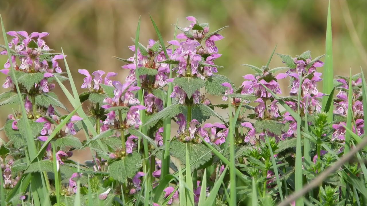 Jasnota purpurowa  Lamium purpureum