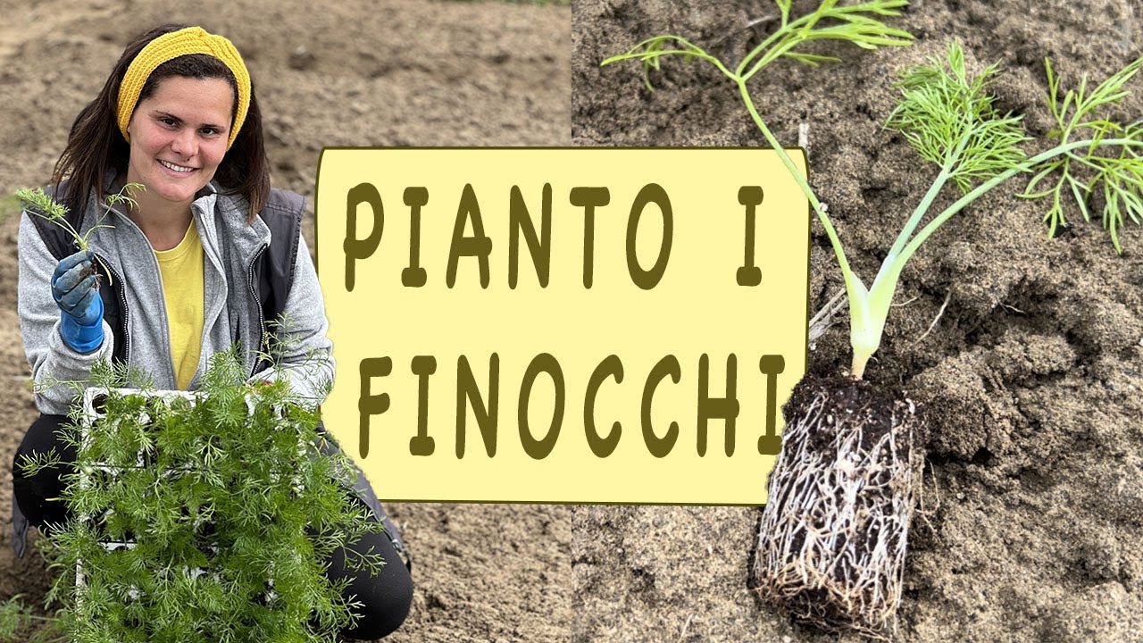 COLTIVARE FINOCCHI - trapianto per l'estate