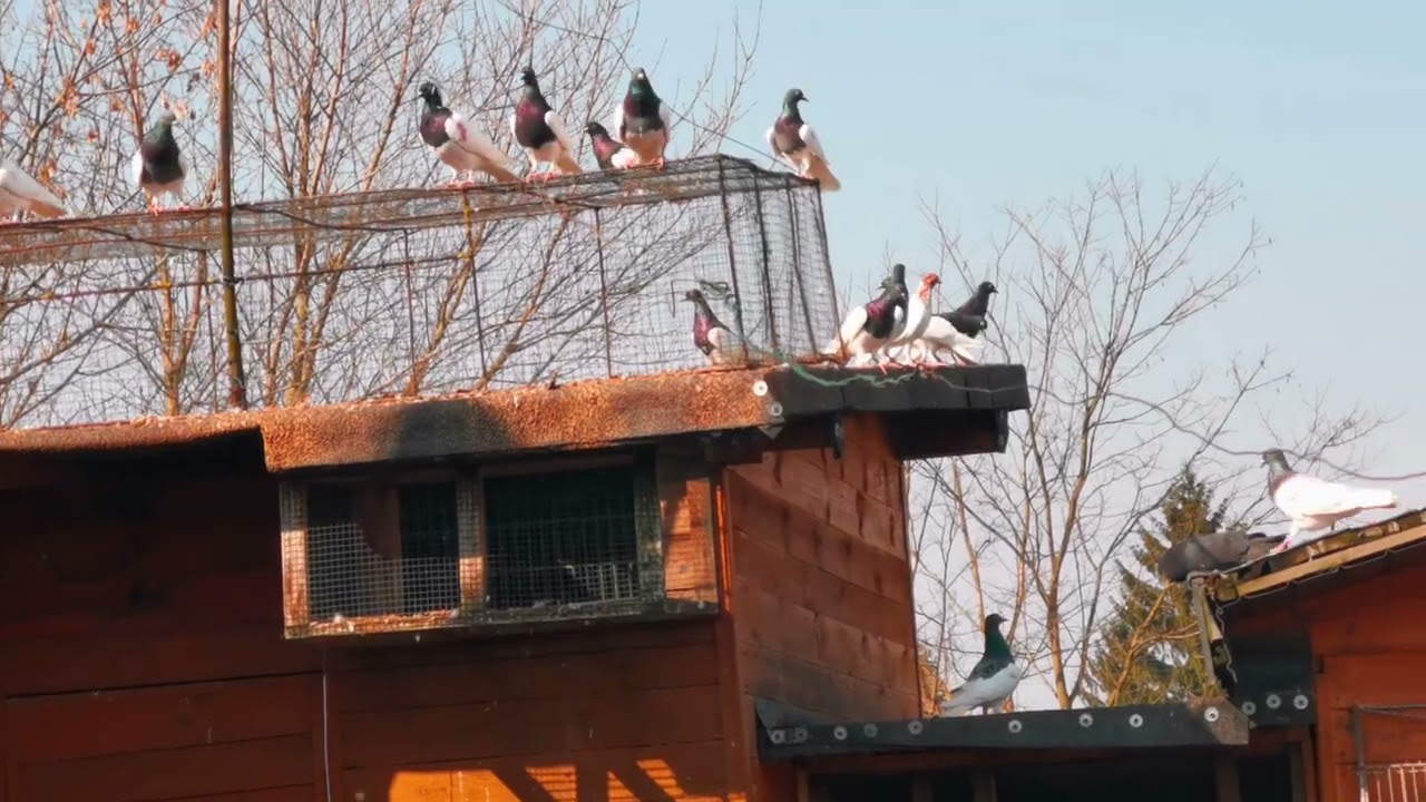 Podpust u tomka na 3 km. 12.03.2026