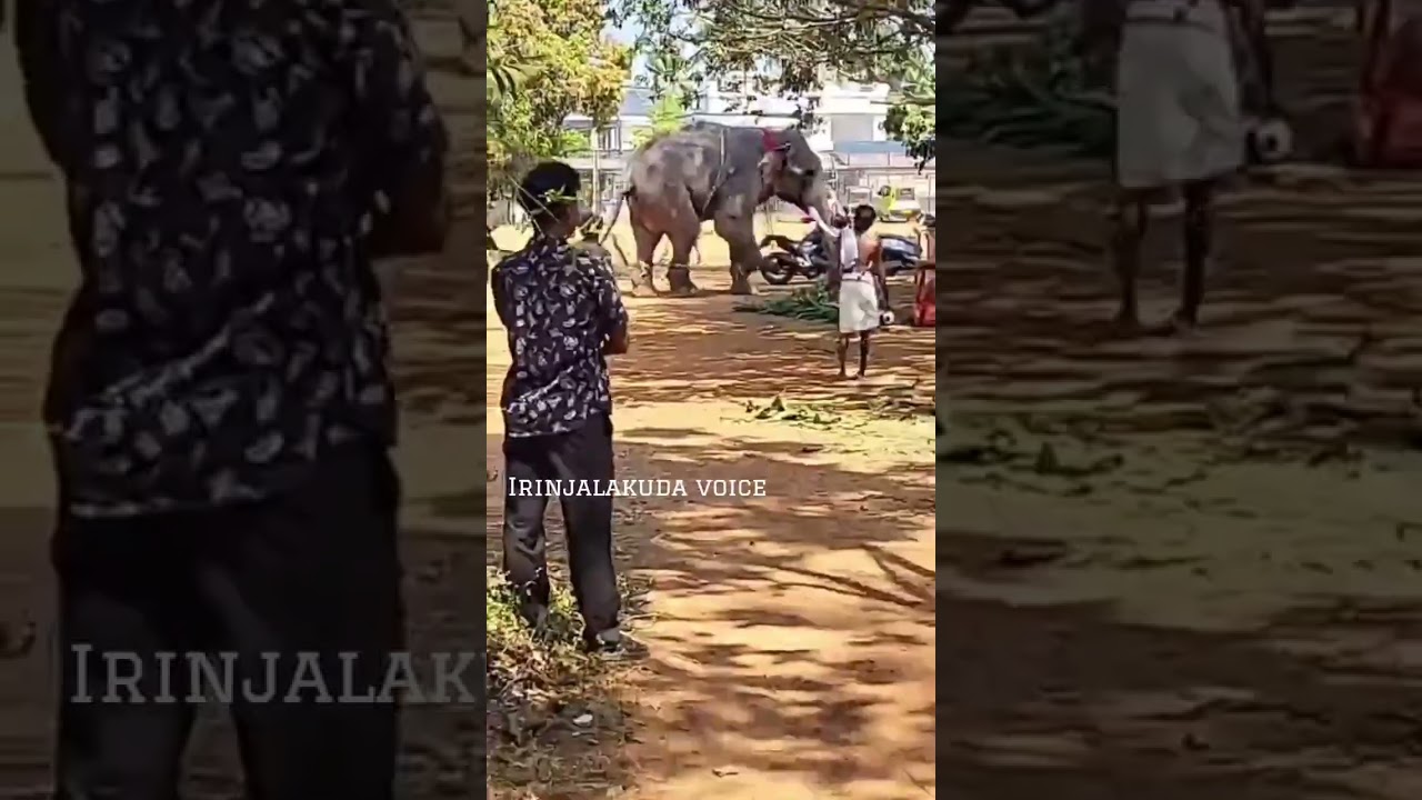 As part of the Porathissery Kallada Vela celebration, the elephant from the western region was re...