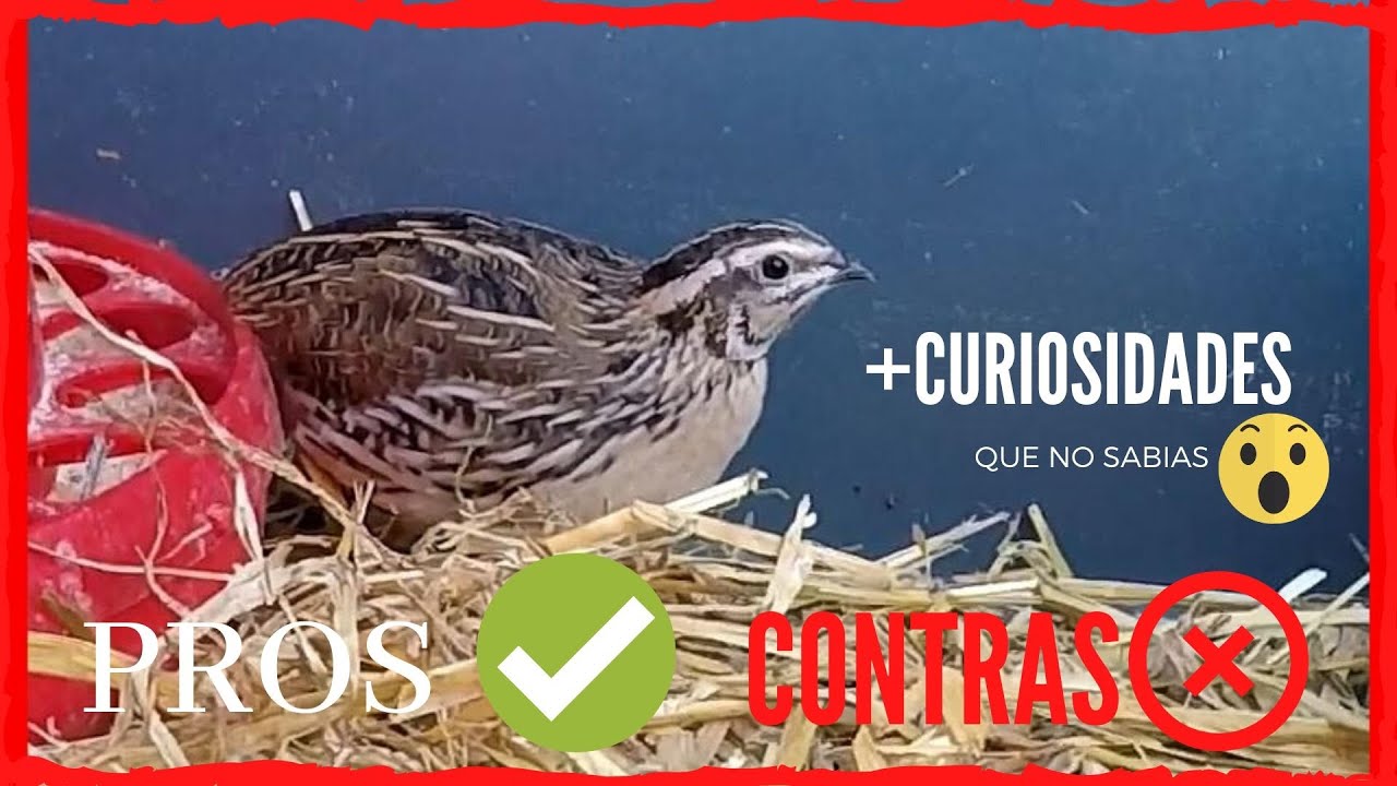 👉 Quieres Tener Codornices o Aprender Mas de Ellas? Pros Y Contras De Tener Codornices +CURIOSIDADES