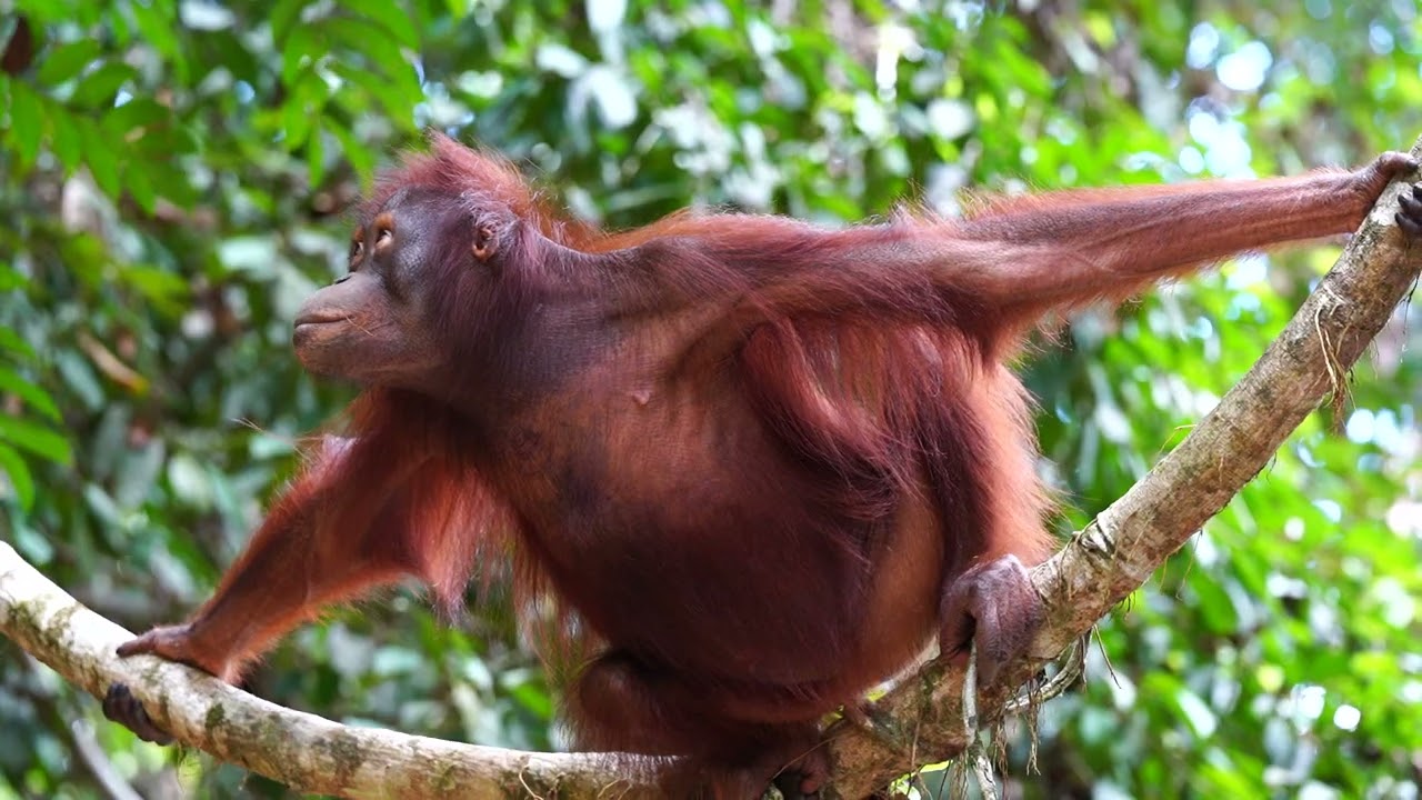 Bonti the orangutan is thriving in the wild