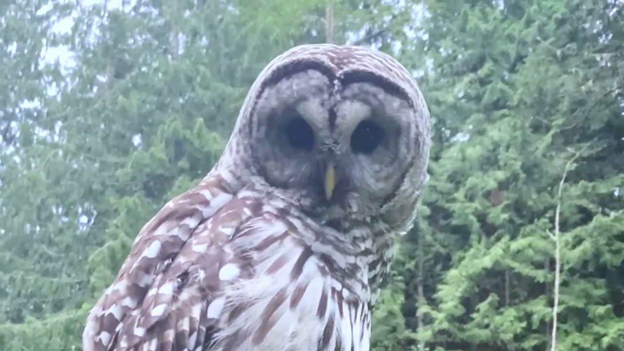 Owl Up Close Hunting Rat