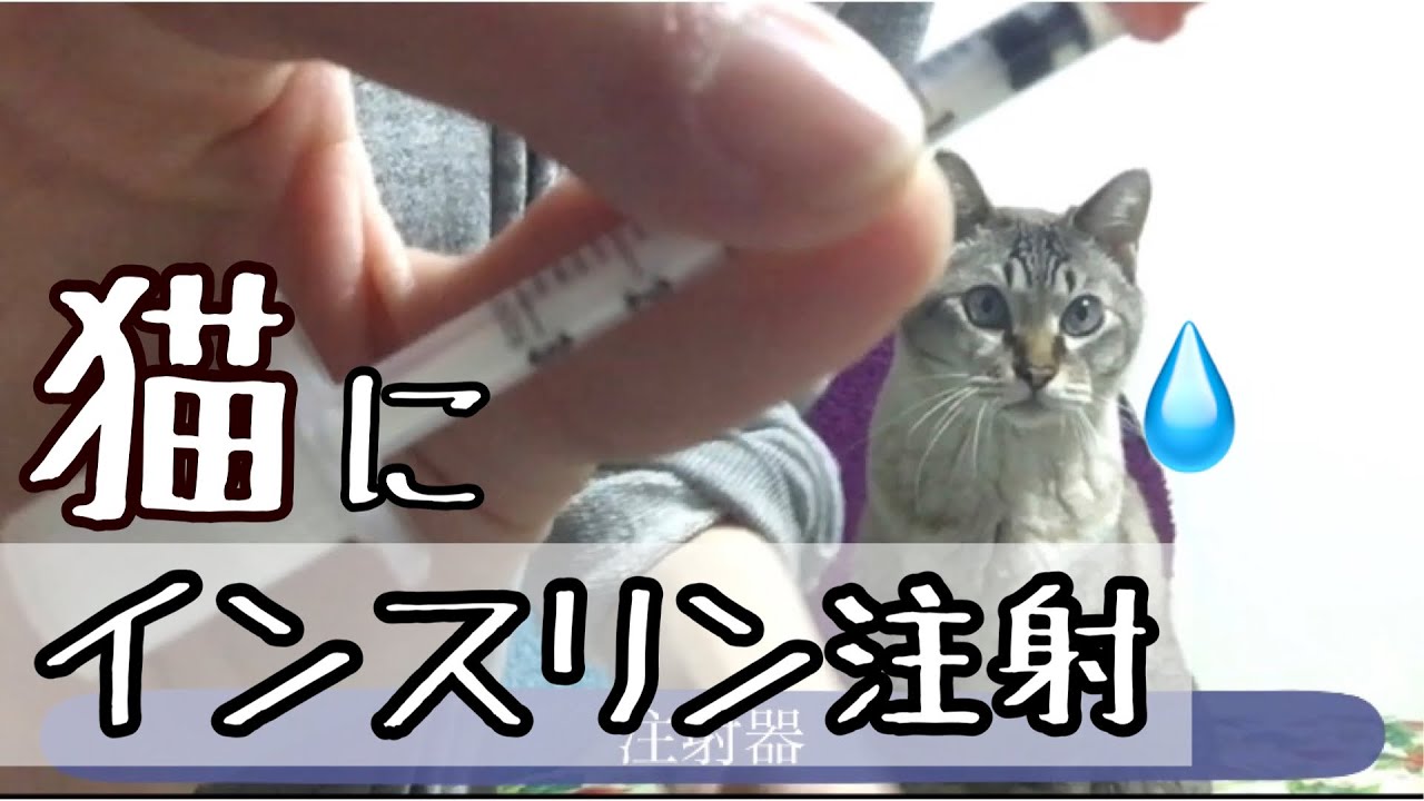 猫 インスリン注射【猫 糖尿病】