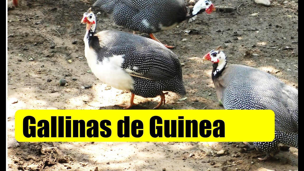 GALLINAS DE GUINEA, GALLINETAS, GALLINA GRIS,