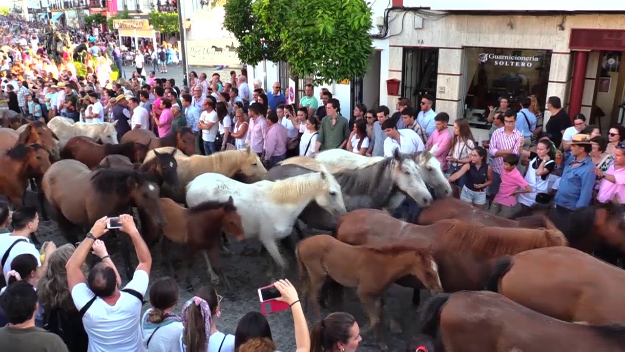 SACA DE LAS YEGUAS 2019   PASO POR EL CHAPARRAL PARTE 2