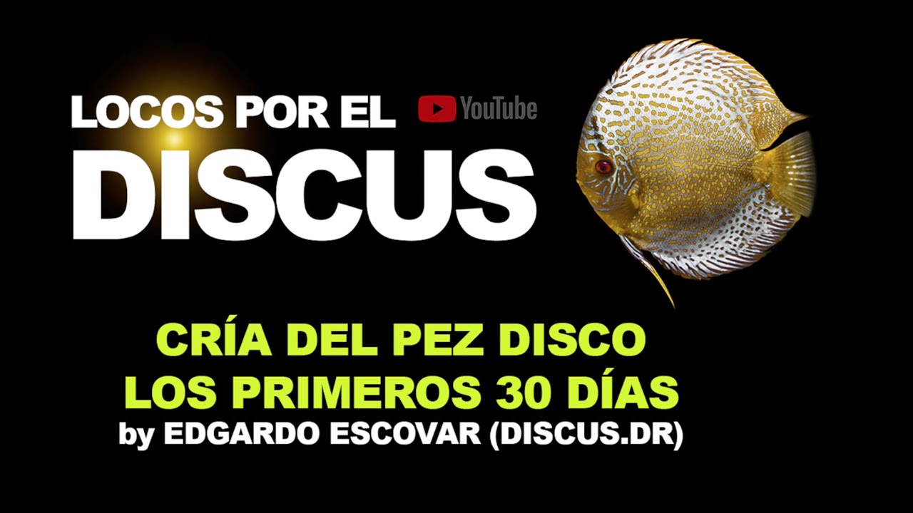 CRÍA DEL PEZ DISCO LOS PRIMEROS 30 DÍAS