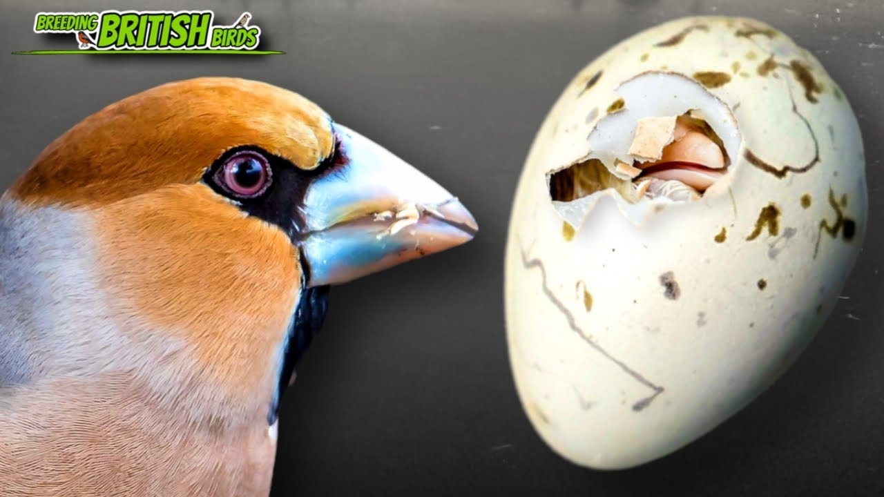 DID THEY HATCH??? | Breeding British Birds S4:Ep7