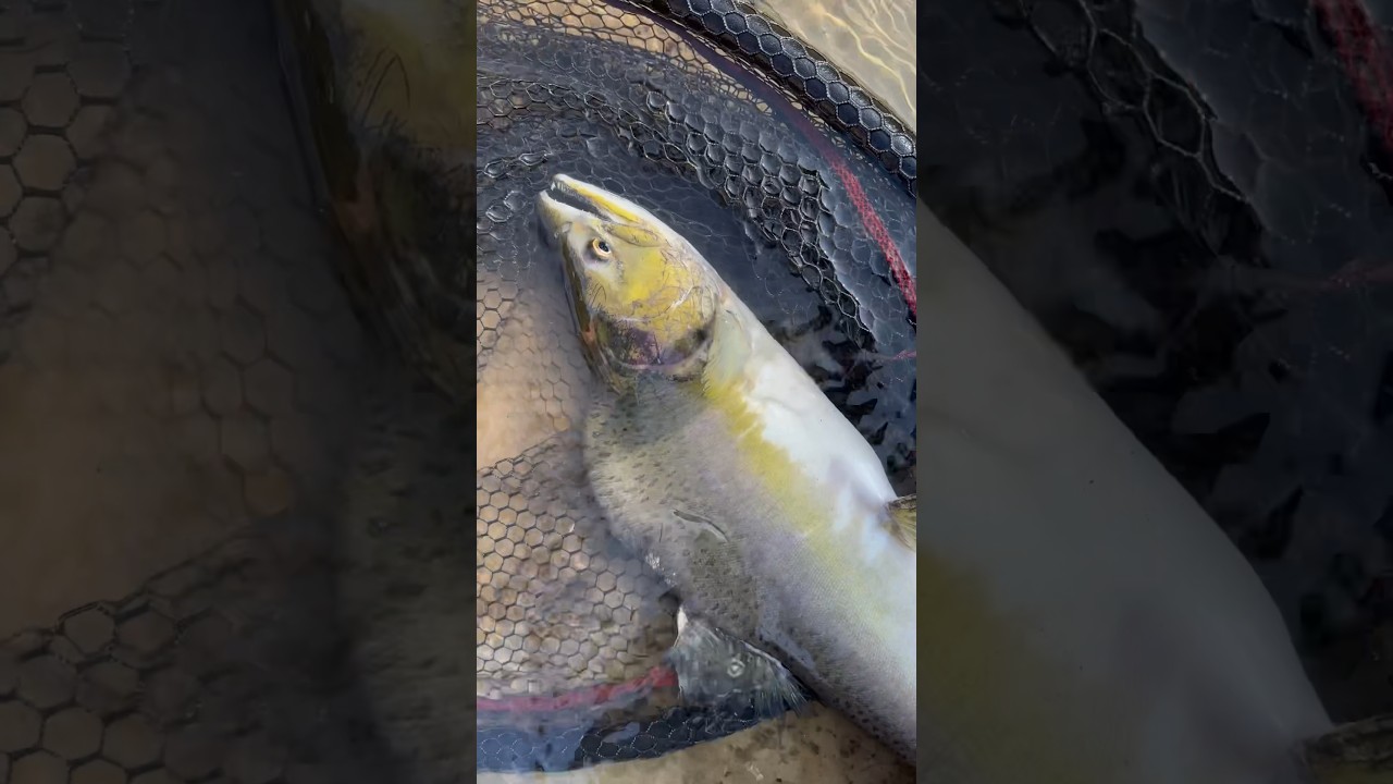 TBT, BEAUTIFUL HUMPBACK PINK SALMON CATCH AND RELEASE. 👌👍🏼🎣🇨🇦 #shorts #subscribe #tbt