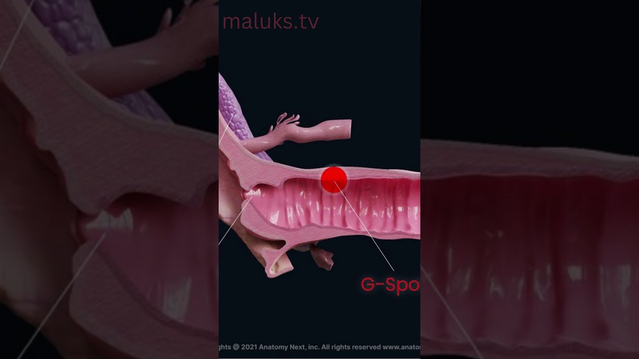 Where is the G-spot located?   #adult #arousal
