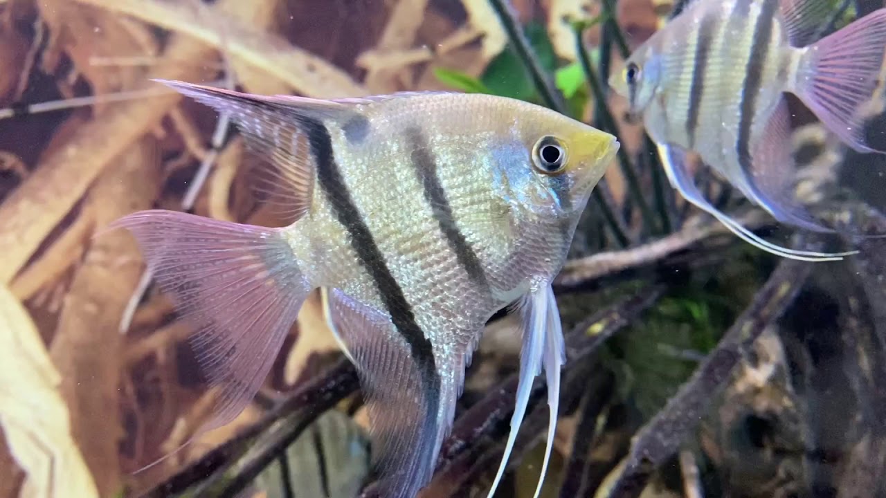 Pterophyllum leopoldi. Angelsfish