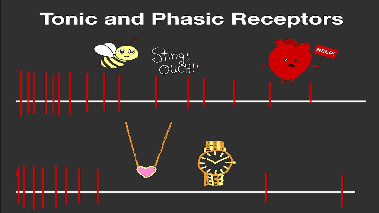 Physiology: Tonic and Phasic Receptors (Made Easy!)