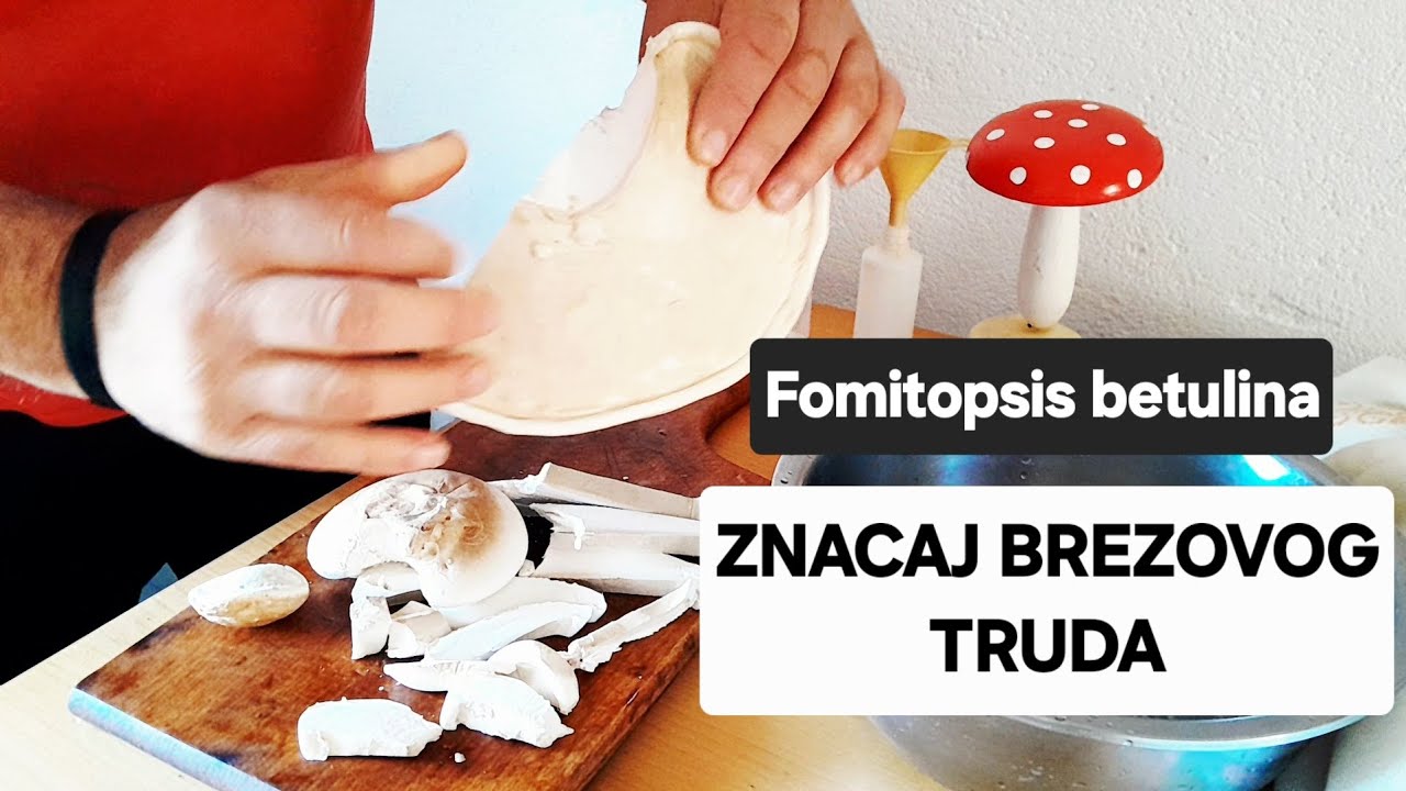 Brezina lekovita gljiva//Fomitopsis betulina