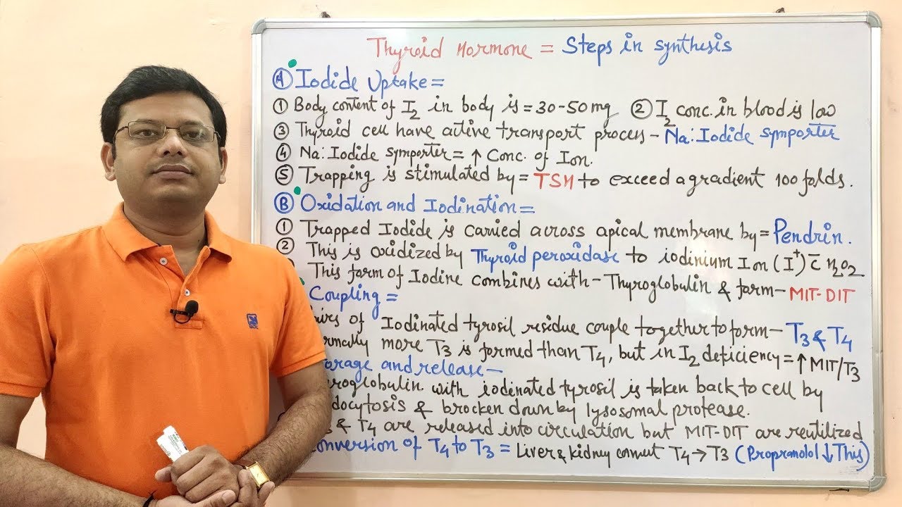Endocrine Gland (Part- 13) = Steps Involved in The Synthesis of Thyroid Hormones | Endocrinology