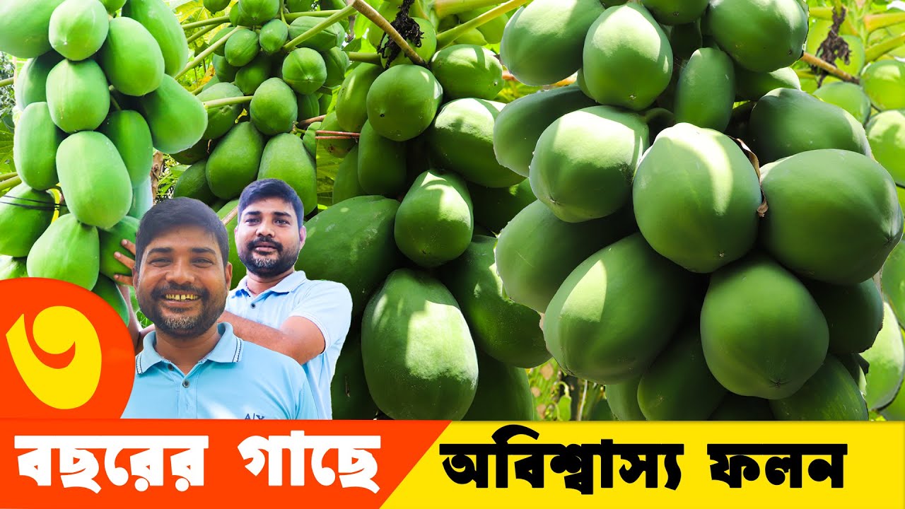 শাহী পেপে চাষে ৩ বছরের গাছেও অবিশ্বাস্য ফলন পাচ্ছে চাষি। শাহী পেপে চাষ পদ্ধতি | Papaya Farming