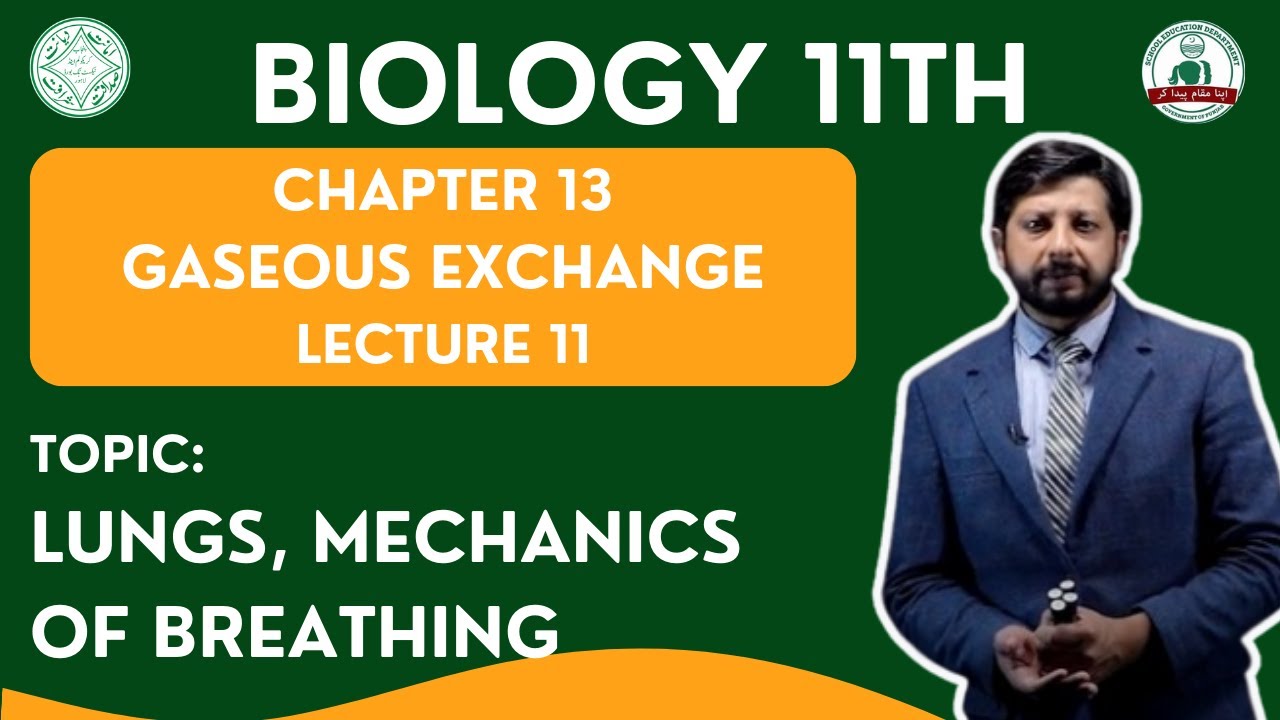 Lungs, Mechanics of Breathing | Grade 11 Biology | LECTURE 11 | GASEOUS EXCHANGE |