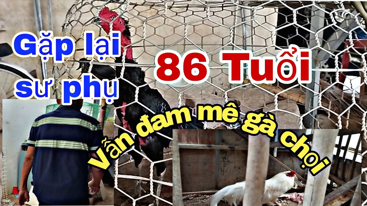 Nay gặp lại sư phụ 86tuổi, vẫn đam mê gà chọi.