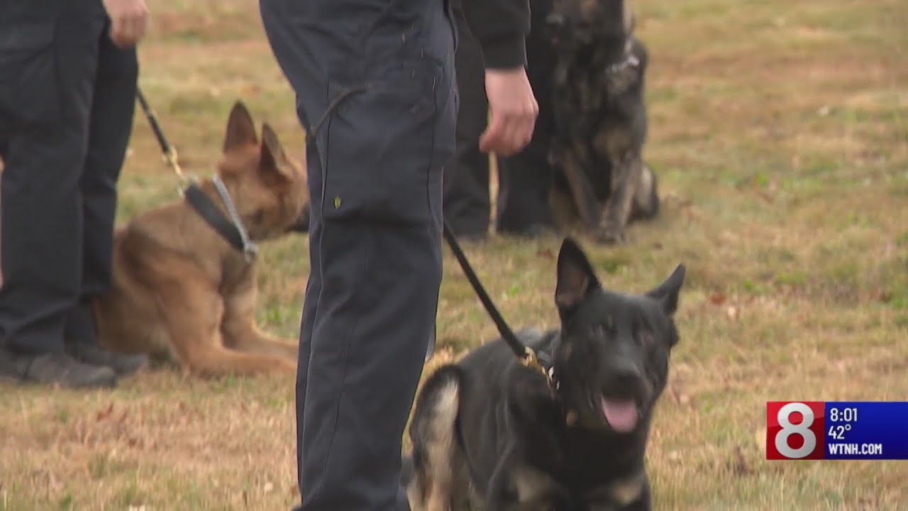 A look inside the Connecticut State Police's K-9 training facility