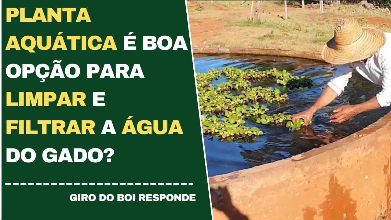 PLANTA AQUÁTICA É BOA OPÇÃO PARA LIMPAR E FILTRAR A ÁGUA DO GADO?