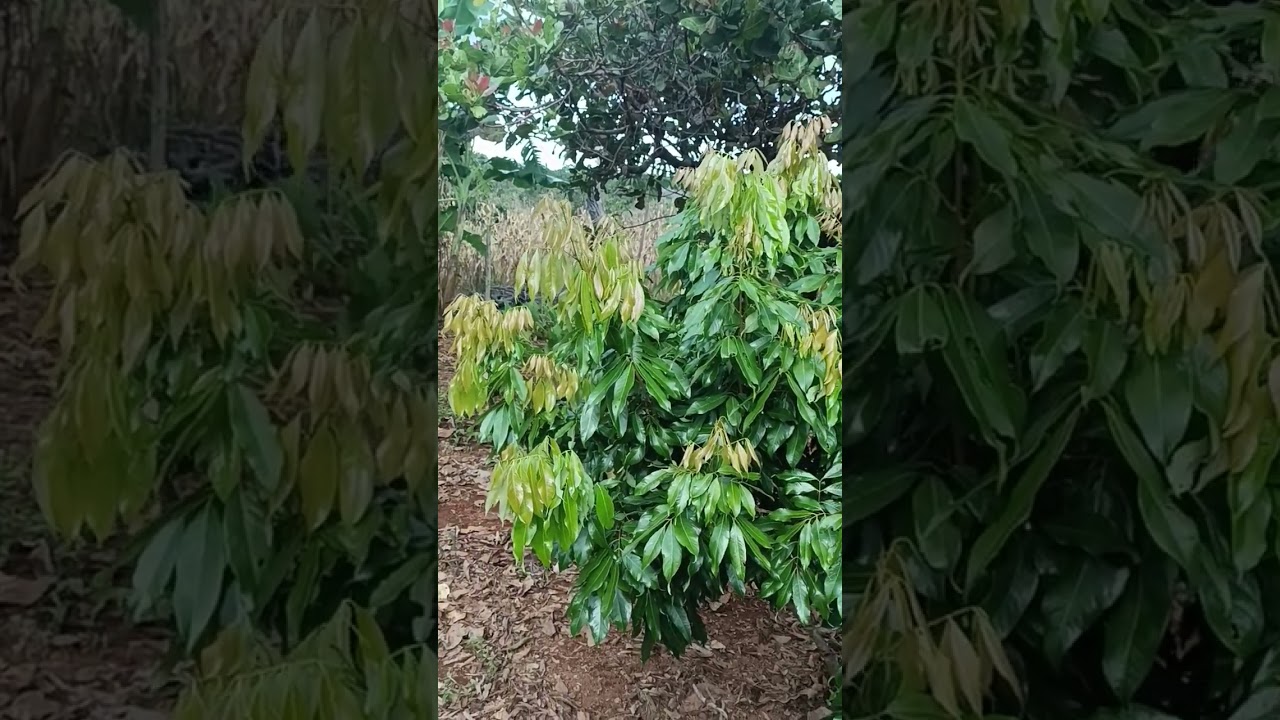 JA SEI OQUE FAZER PRA LICHIA DAR MUITO FRUTOS!! 