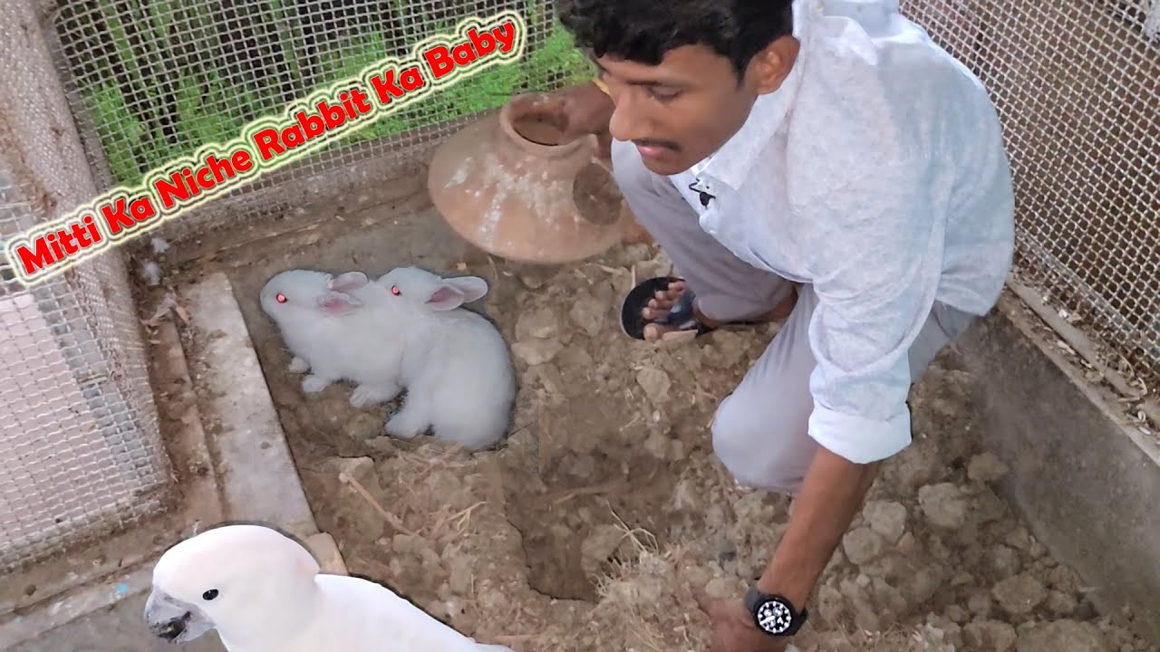 Rabbit Babies Were Surprisingly Found At Exotic Parrots Birds Farm.