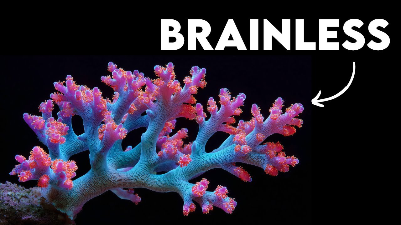 The Brainless Animals that Remember & Decide