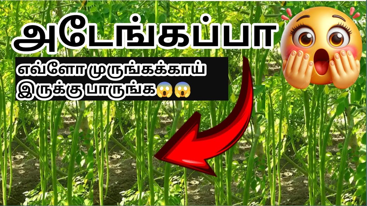 அடேங்கப்பா😱கரும்பு முருங்கையில் இவ்ளோ லாபம் இருக்கா😱😱 கரும்புமுருங்கைசாகுபடி#karumpumurungaivalarppu