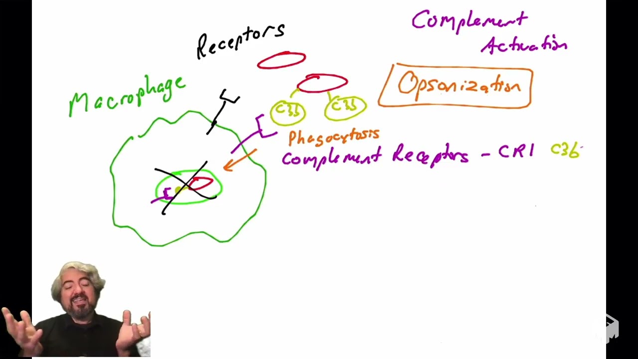 Opsonization and the complement system