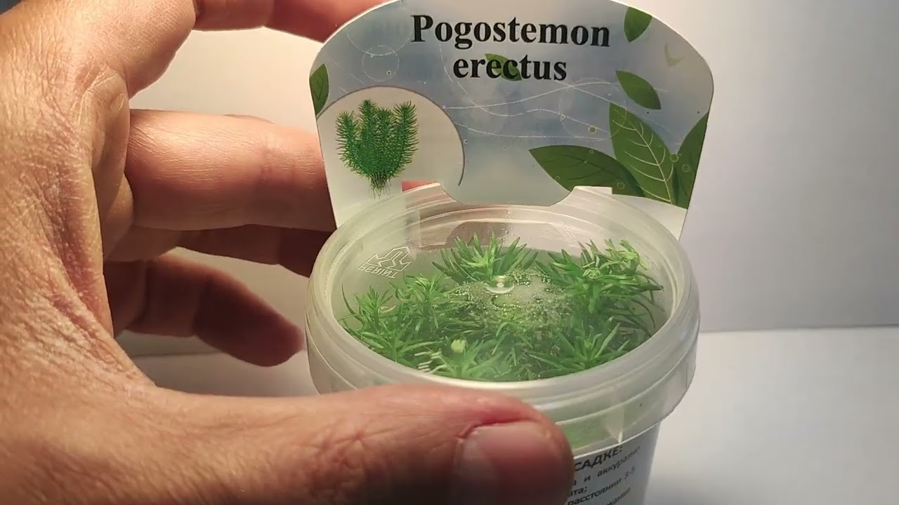 Живое аквариумное растение Погостемон Эректус меристемное