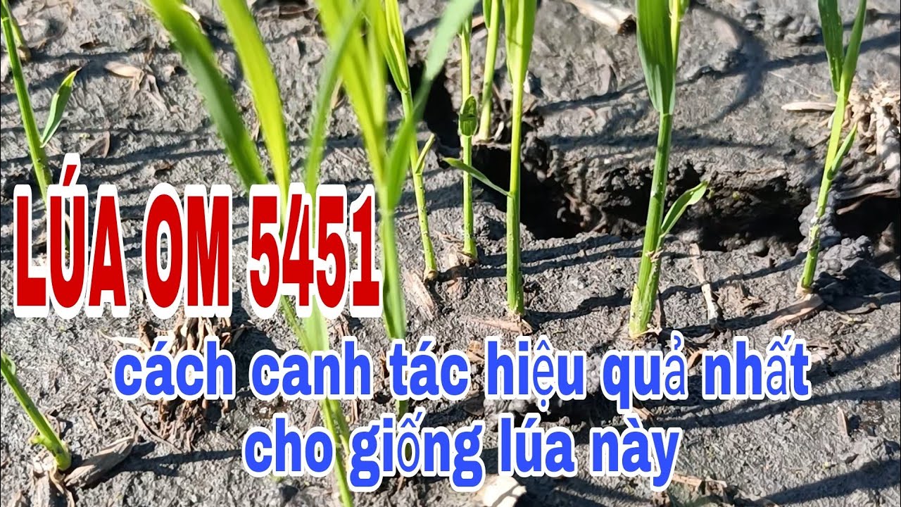 L&Uacute;A OM 5451 C&aacute;ch canh t&aacute;c HIỆU QUẢ NHẤT cho giống l&uacute;a n&agrave;y | L&ecirc; chung vlog