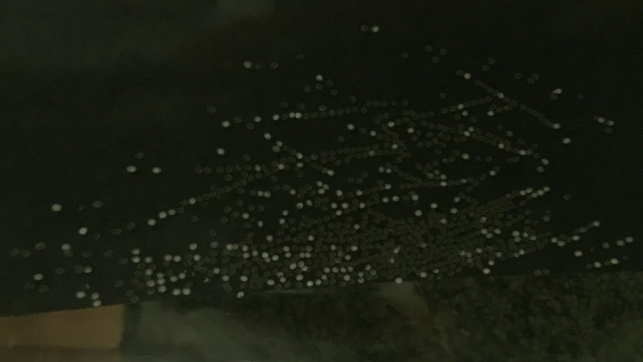 Intro into Breeding Angelfish *Eggs, Wrigglers and Fry*