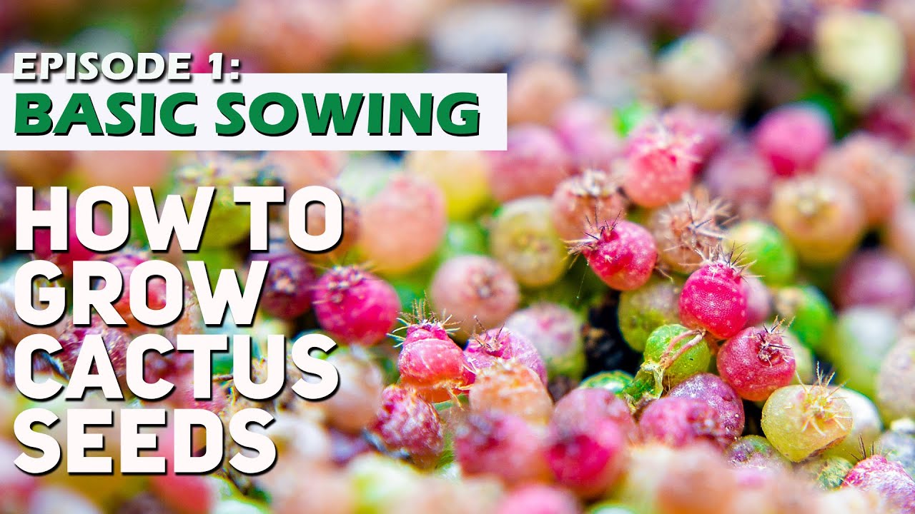 HOW TO GROW CACTUS SEEDS? - Episode 1 Basics; Road to 60k challenge!