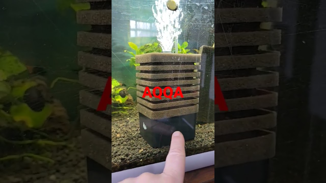 AQQA aquarium sponge filter @AQUAGUYUK