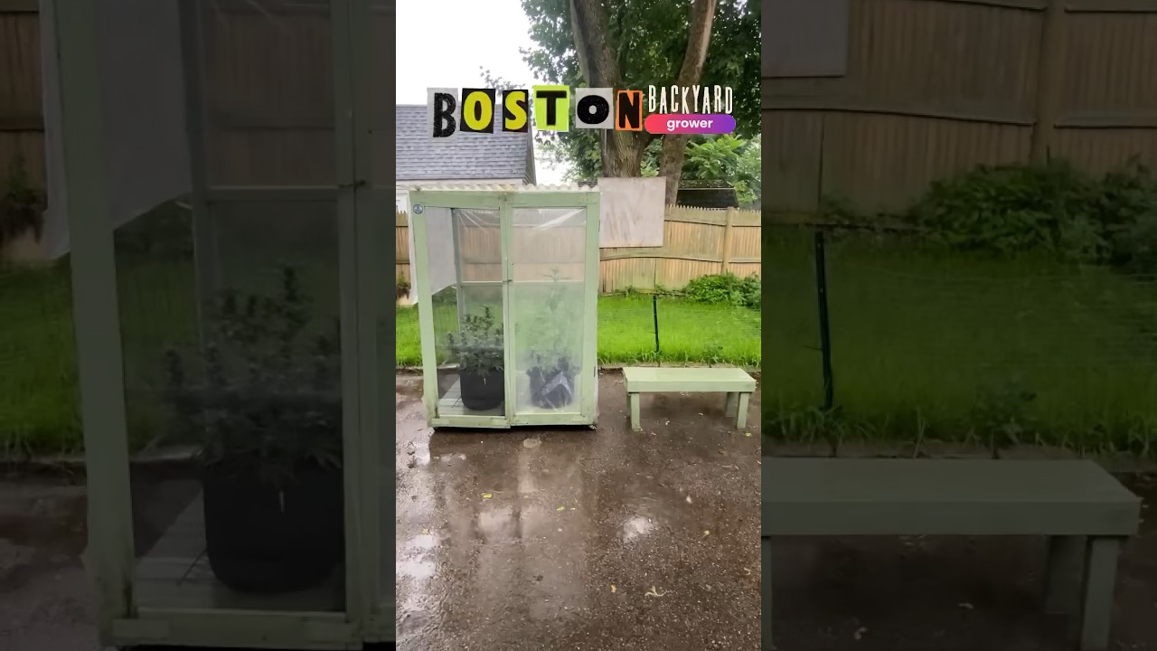 Autoflower Cannabis Outdoor Grow #marijuana #Greenhouse #Backyard #Cannabis