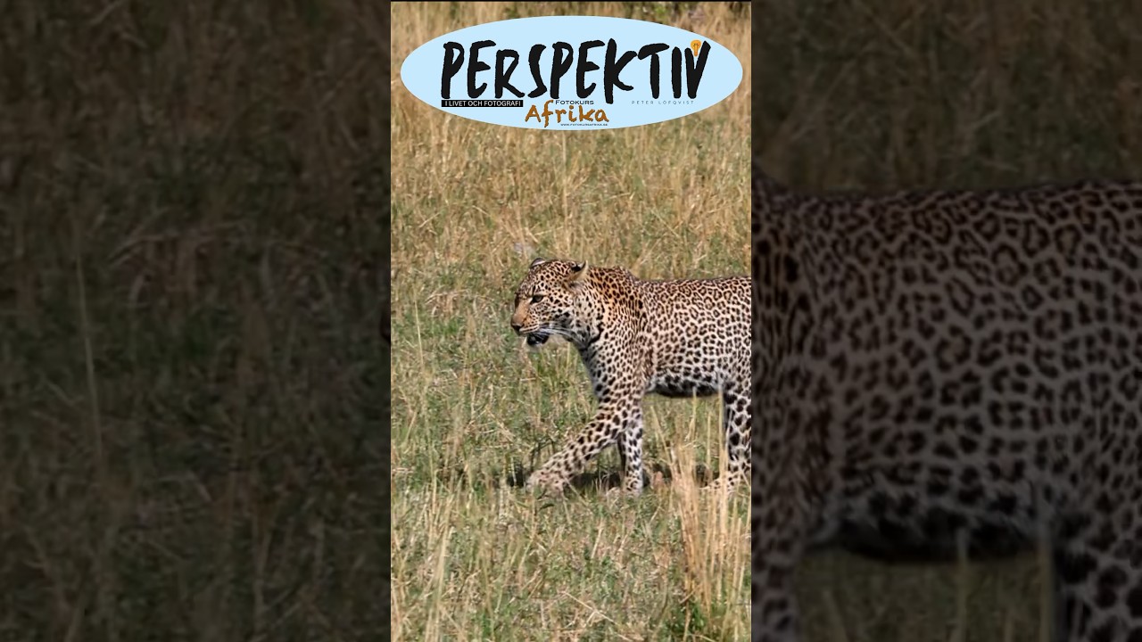Wild leopard closing in on unknowing gazelle. #masaimara #kenya #africa