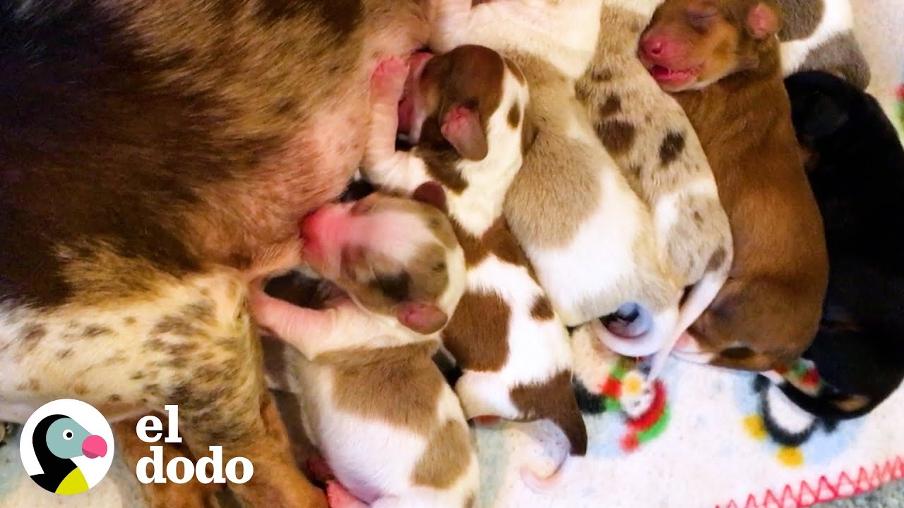 Esta mam&aacute; perro salchicha fue rescatada de un molino de cachorros, &iexcl;m&iacute;rala ahora! | El Dodo