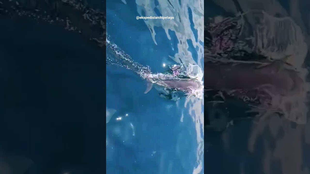 Turtles & Dolphins at The Kaniungan Island #eksplorasiarchipelago #kaniunganisland #bidukbiduk