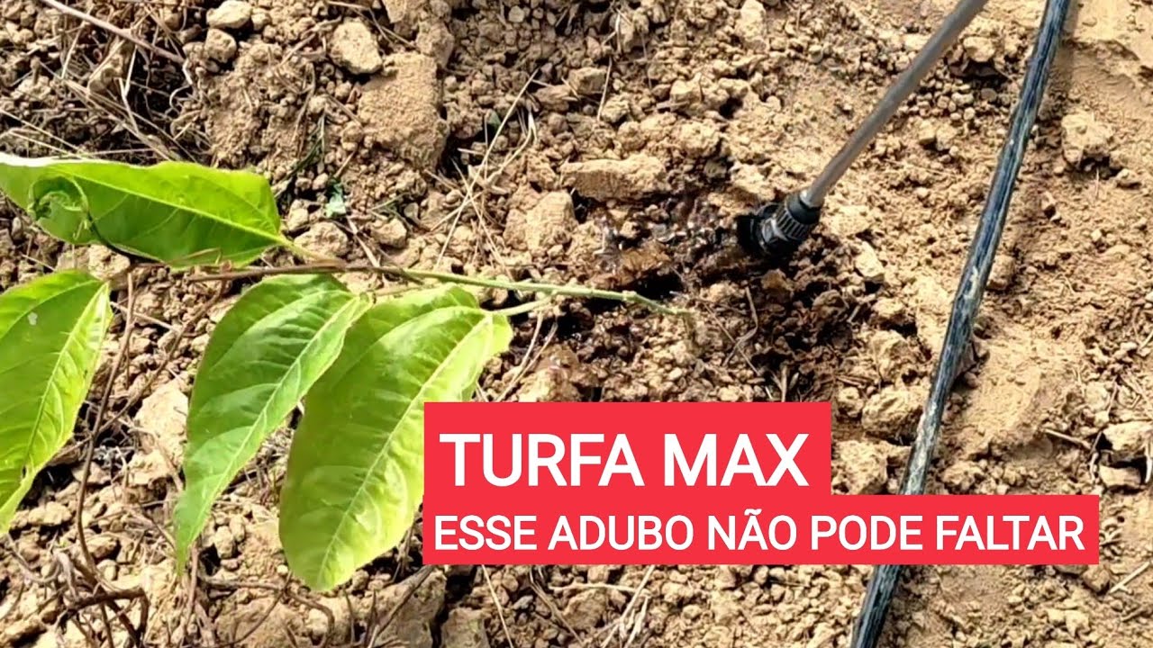 Melhor adubo para maracujá