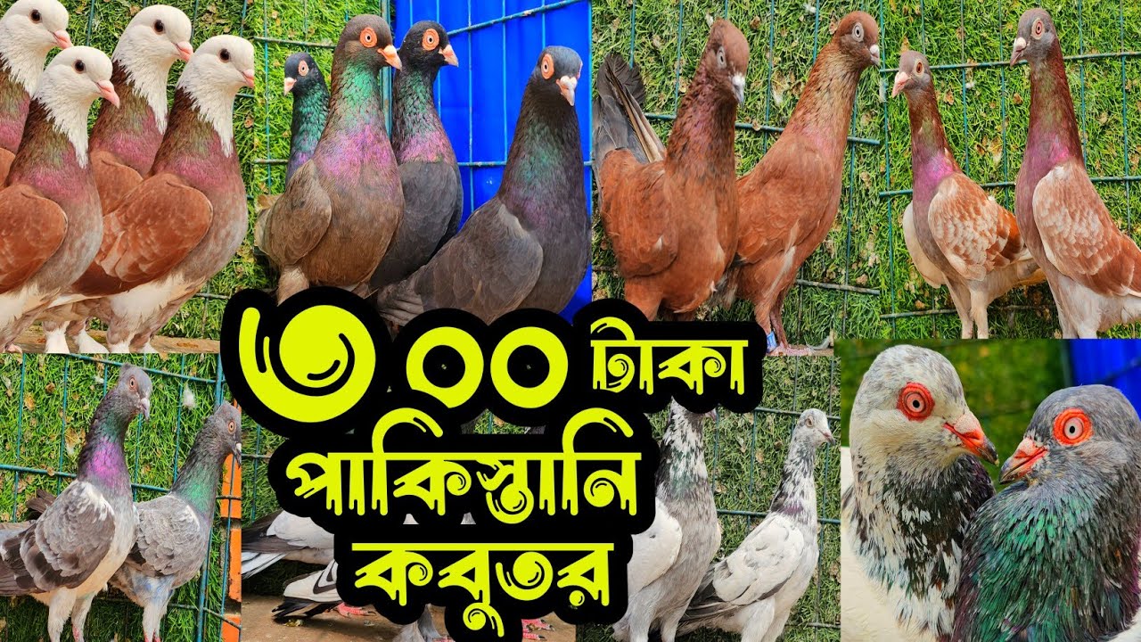 সবচেয়ে কমদামে পাকিস্তানি টেডি,কামারগার,হাইফ্লায়ার গিরিবাজ কবুতর কিনুন | কবুতরের ফেরিওয়ালা | pigeon |