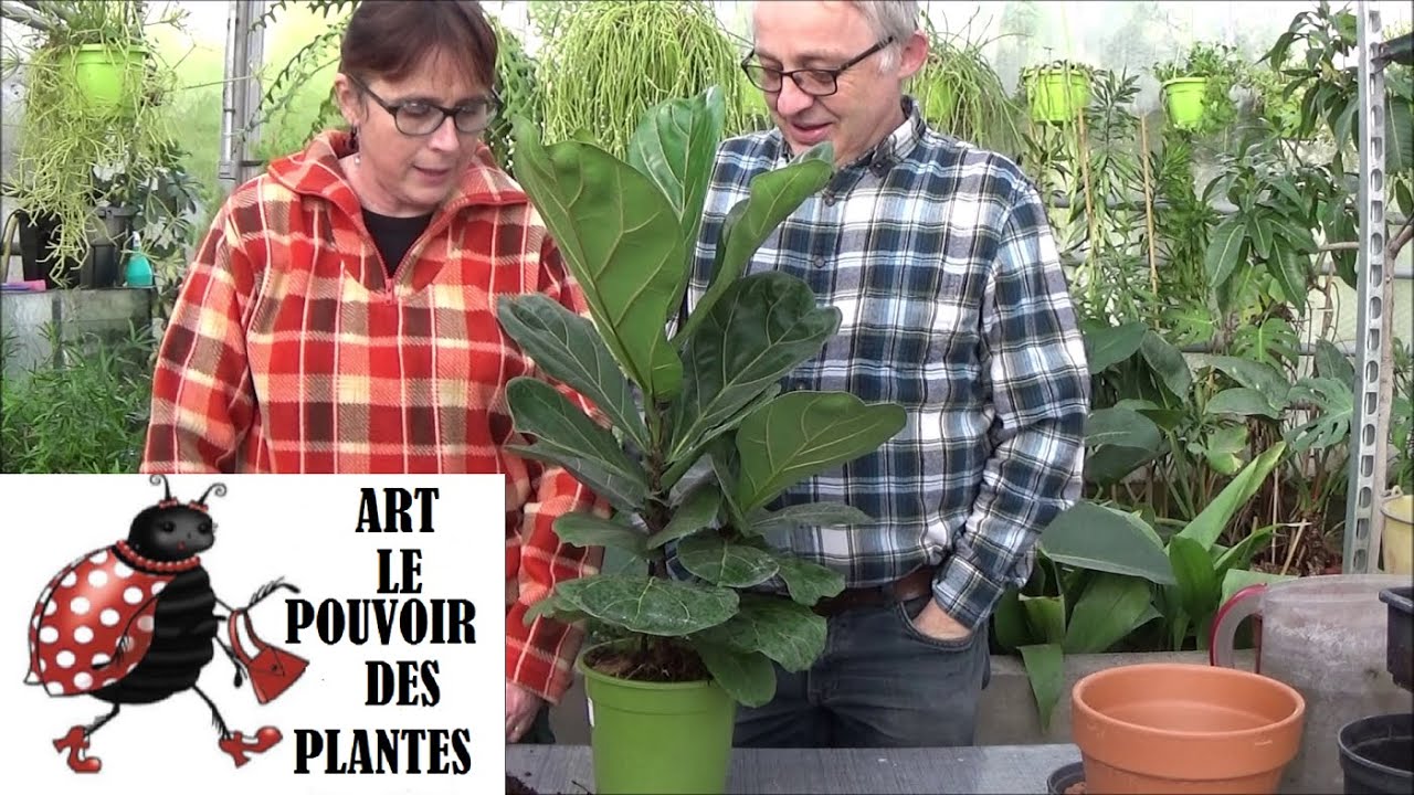 Jardinage: Ficus lyrata: Entretien et arrosage: Plante verte