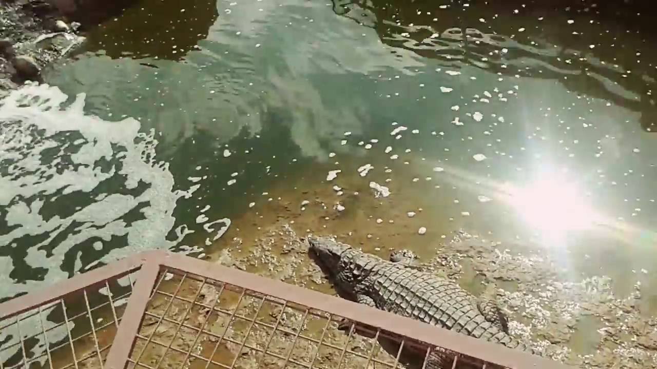 Croco park (Agadir):)
