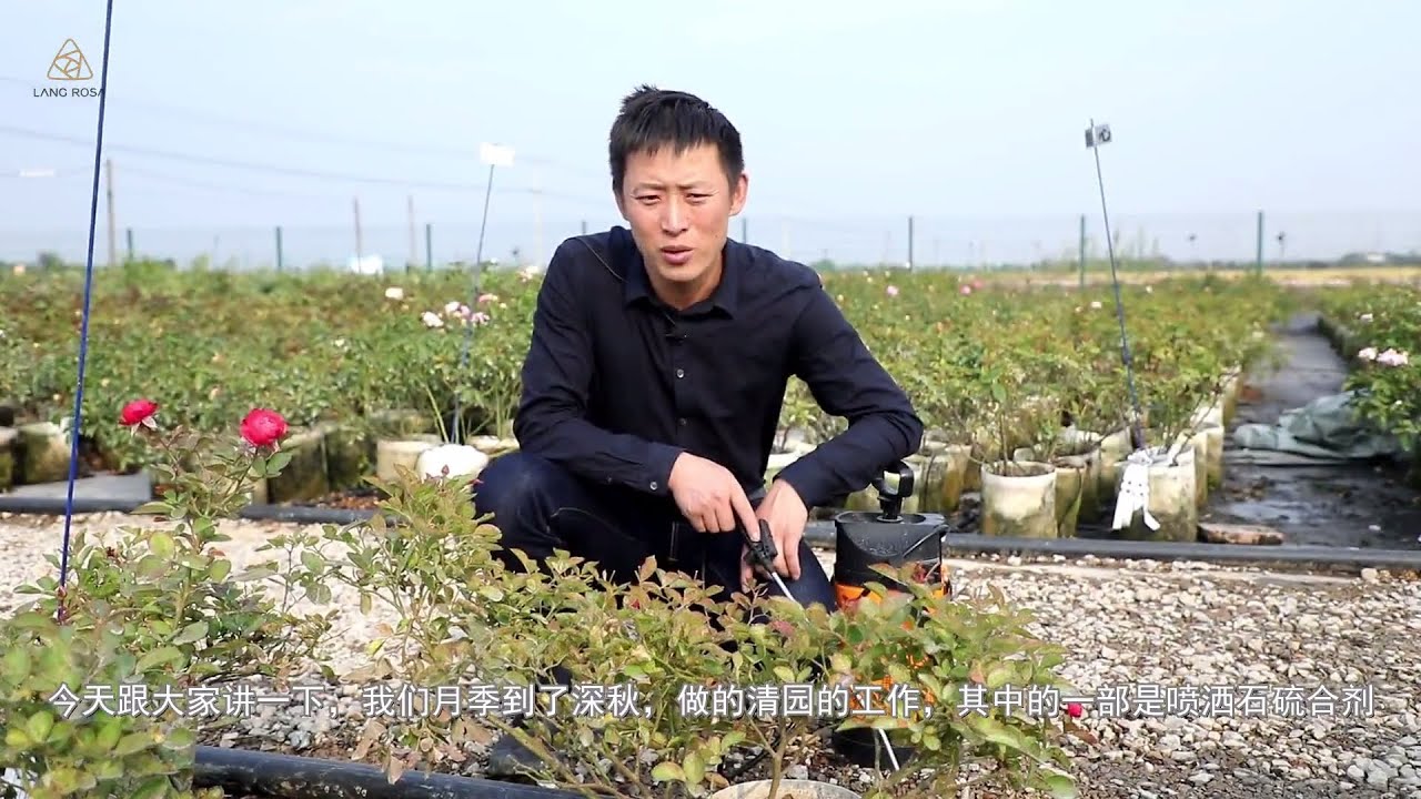 为了来年花开满园，冬季清园工作一定要做【天狼说月季】