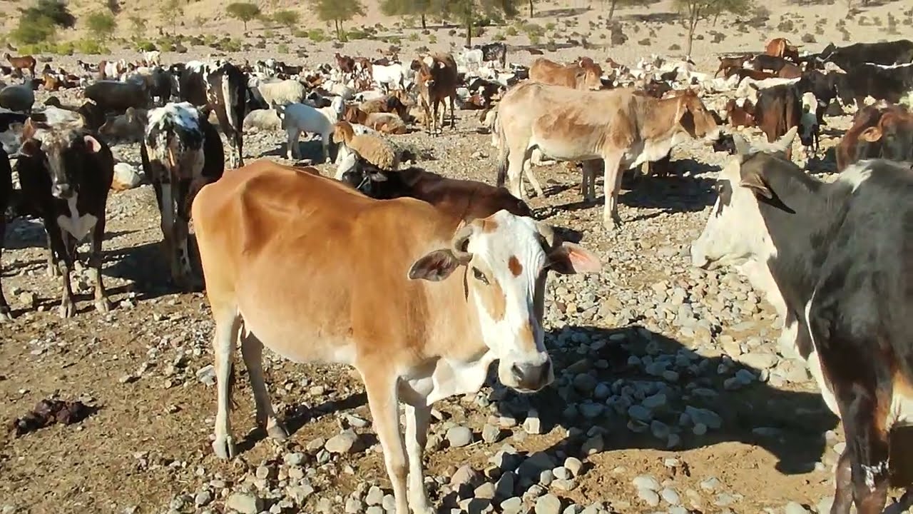 گاؤں کی مال مویشی چرتے ہوئے بہت پیاری ویڈیو