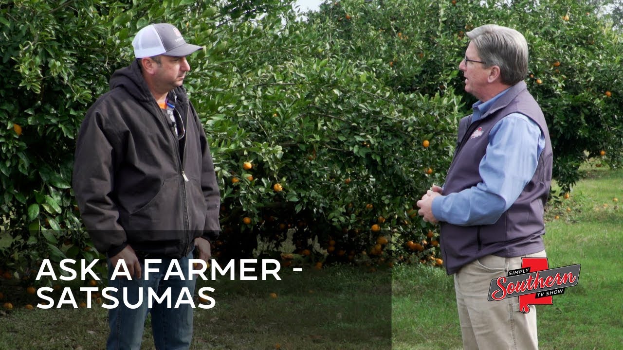 Show 806C Ask A Farmer - Satsumas