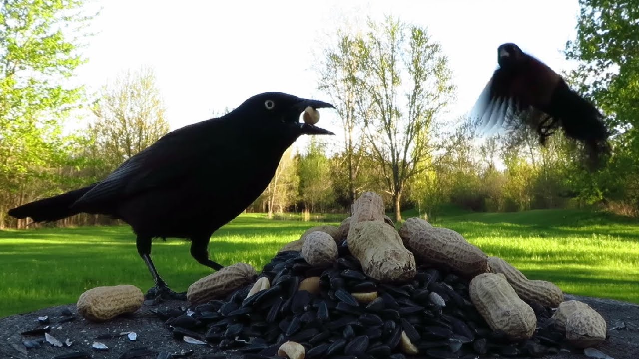 Grackles and red-winged blackbirds on a chilly May evening